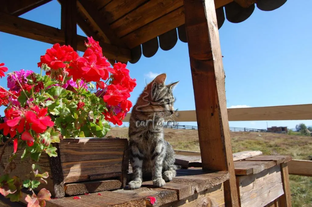 Cabana MOTILOR